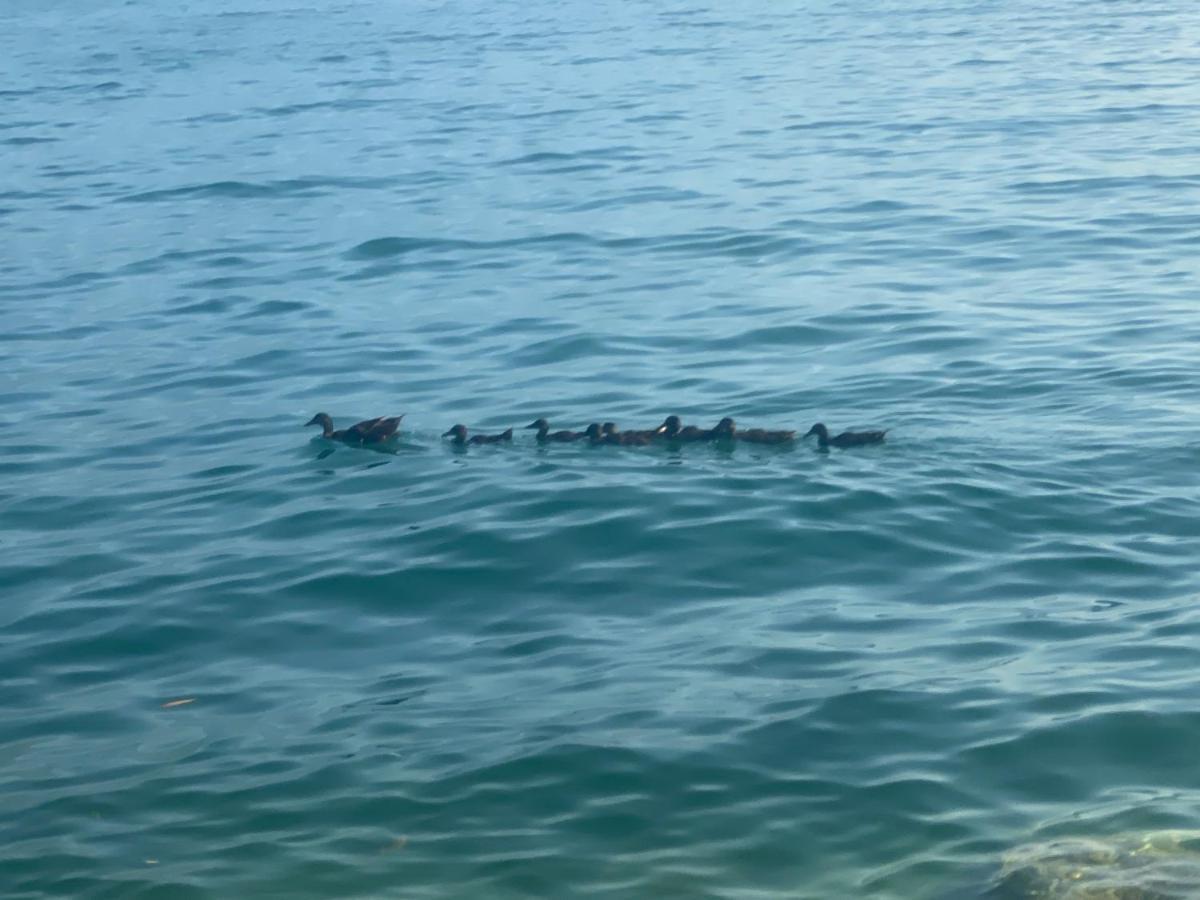 10 Minuti Dal Lago Di Garda E Da Gardaland Apartment Castelnuovo del Garda Exterior foto